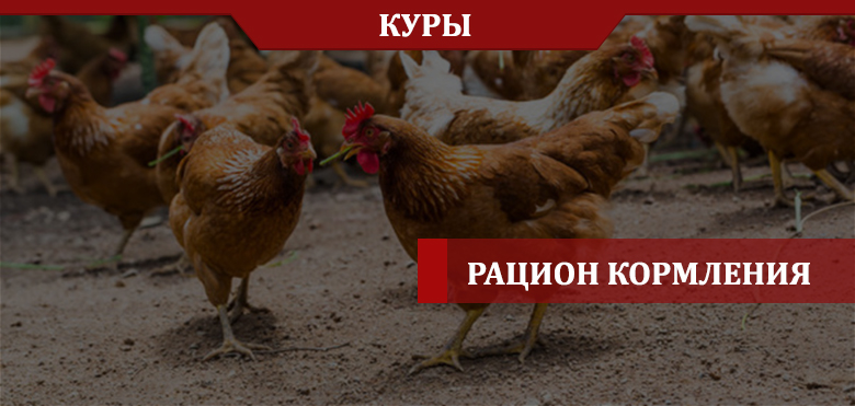 Кормление кур – целая наука Кормление кур – целая наука