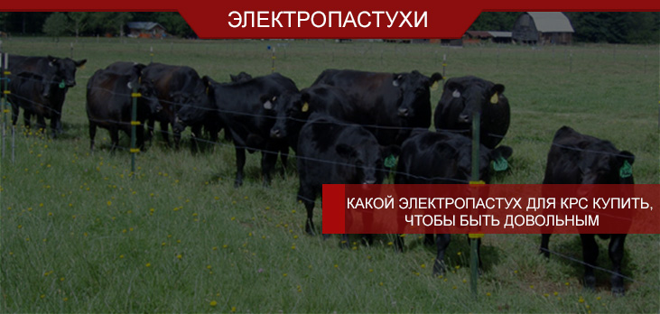 Какой электропастух для КРС купить, чтобы быть довольным
