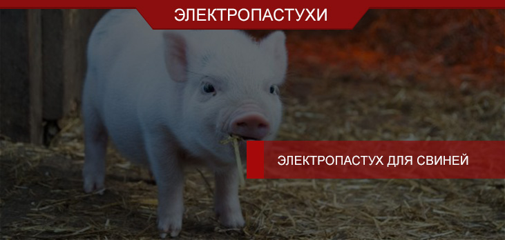 Электропастух для свиней: практичный, выносливый, мощный