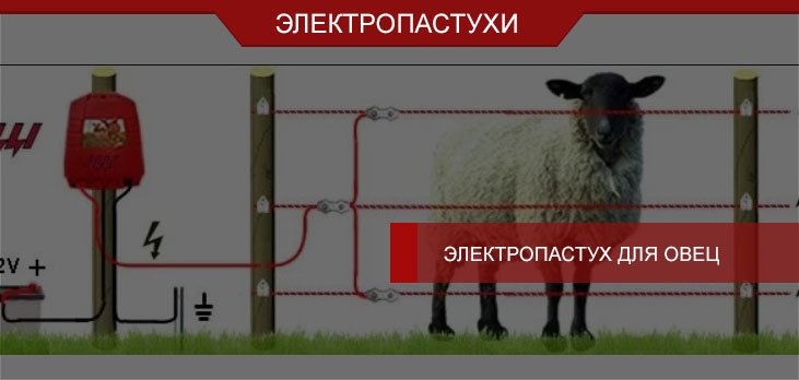 Электропастух для овец: особенности использования, советы