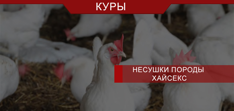 Клетки для несушек породы Хайсекс Клетки для несушек породы Хайсекс