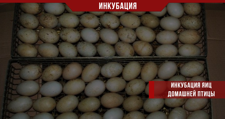 Инкубация яиц домашней птицы Инкубация яиц домашней птицы