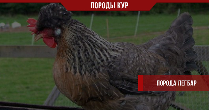 Порода кур Легбар – оригинальные и прибыльные Порода кур Легбар – оригинальные и прибыльные