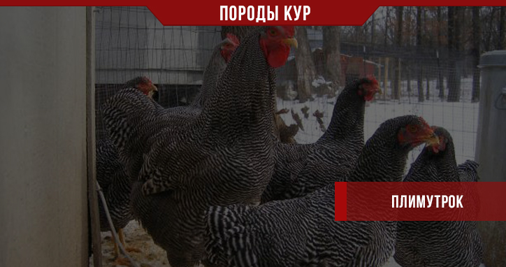 Порода кур Плимутрок – что ж это за иностранцы? Порода кур Плимутрок – что ж это за иностранцы?