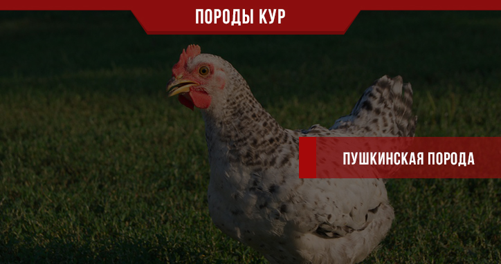 Пушкинская порода кур – курочка «Ряба» на вашем подворье