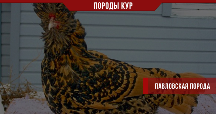 Павловская порода кур – продуктивная или декоративная?