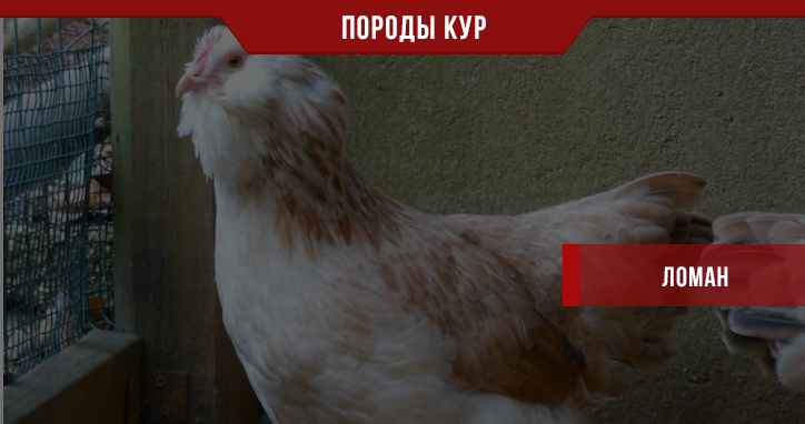 Порода кур Ломан – еще один любимец фермеров