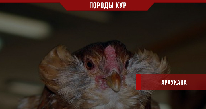 Порода кур Араукана – уникальная внешность и уникальный продукт Порода кур Араукана – уникальная внешность и уникальный продукт