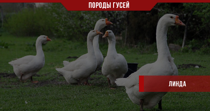 Разводить гусей Линда – получать прибыль
