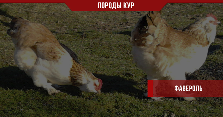 Порода кур Фавероль – бульонная птица