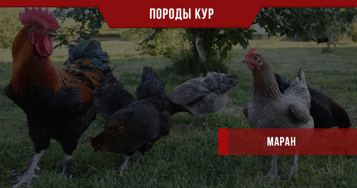 Порода кур Маран – необыкновенно красивая птица
