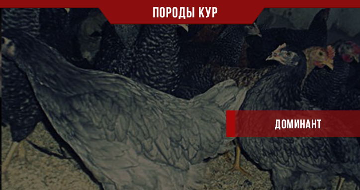 Порода кур Доминант – прекрасный вариант для вашего подворья