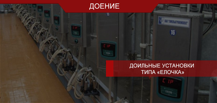 Доильная установка «Елочка»: счастливые коровы дают больше молока