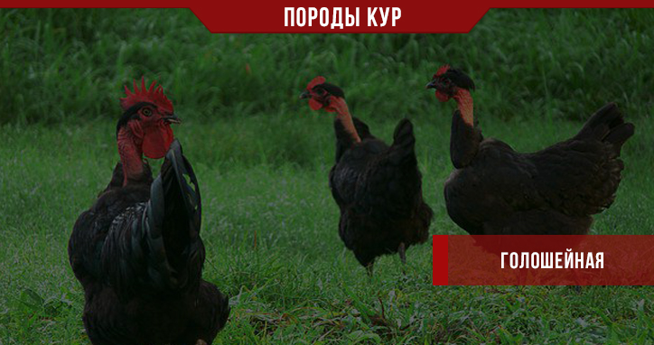 Порода кур Голошейная – экзотика в домашнем хозяйстве Порода кур Голошейная – экзотика в домашнем хозяйстве