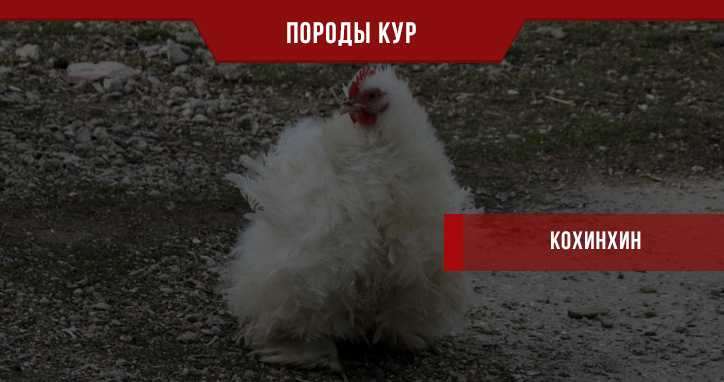 Всеми любимая порода кур Кохинхин