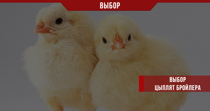 Каких цыплят бройлера лучше выбрать? Каких цыплят бройлера лучше выбрать?