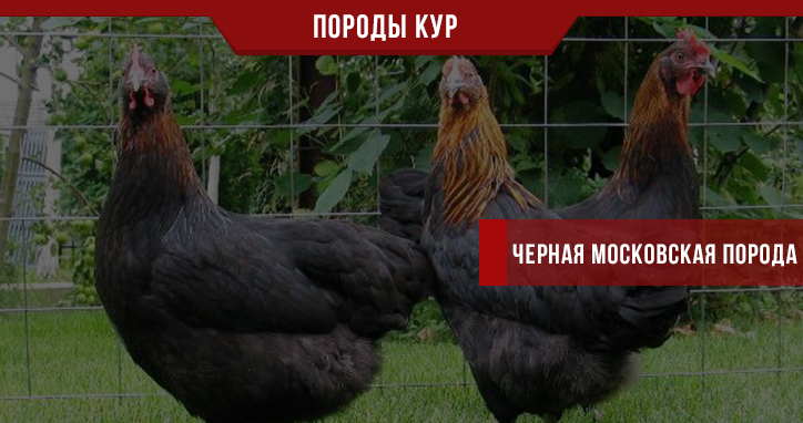Черная Московская порода кур