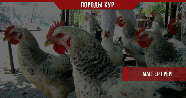 Куры породы Мастер Грей (Мастер Гриз) Куры породы Мастер Грей (Мастер Гриз)