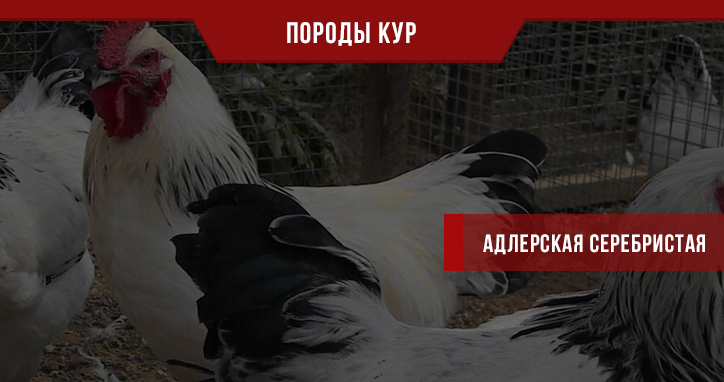 Адлерская Серебристая порода кур