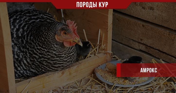 Порода кур Амрокс Порода кур Амрокс