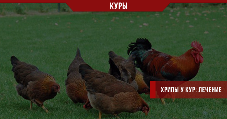Хрипы у кур Хрипы у кур