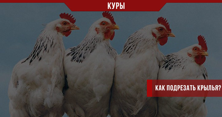 Как подрезать курам крылья? Как подрезать курам крылья?