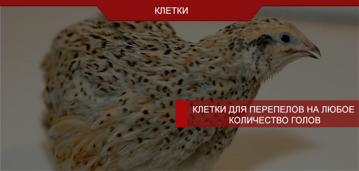 Клетки для перепелов на любое количество голов