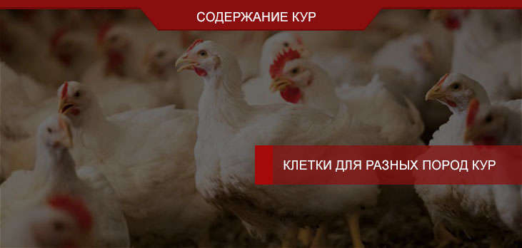 Клетки для кур породы Доминант, Брама, Браун, Леггорн и других пород