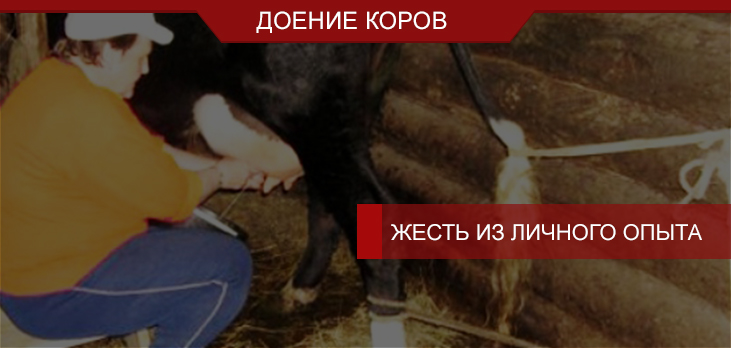 Доение коров руками: жесть из личного опыта