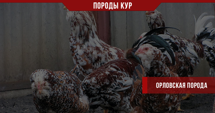 Порода кур Орловская – чем птица покорила заводчиков? Порода кур Орловская – чем птица покорила заводчиков?