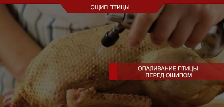 Опаливание птицы перед ощипом