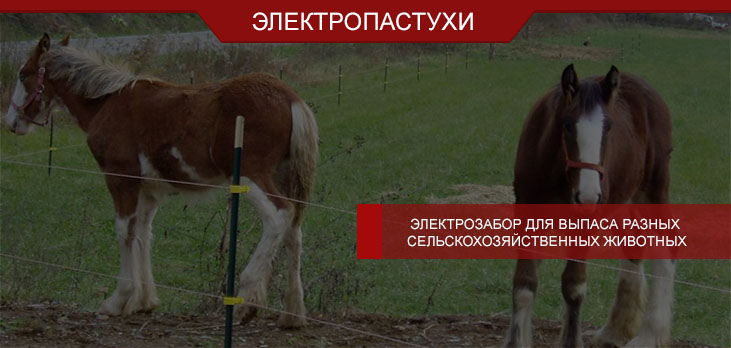 Электрозабор для выпаса разных сельскохозяйственных животных