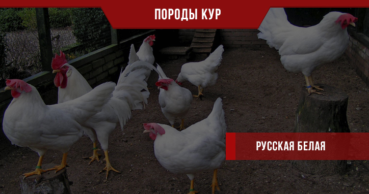 Русская белая порода