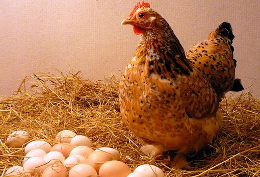 Что делать, если курица перестала нестись?